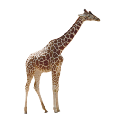 Картинки по запросу giraffepng
